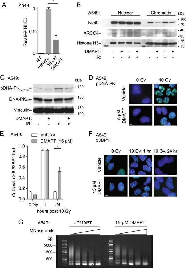 Ku80 Antibody in Western Blot (WB)