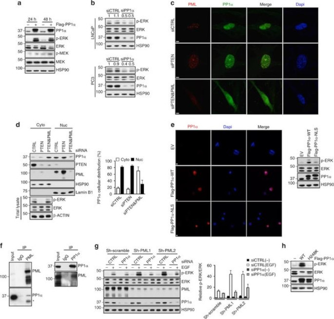 PP1 alpha Antibody in Western Blot, Immunoprecipitation (WB, IP)