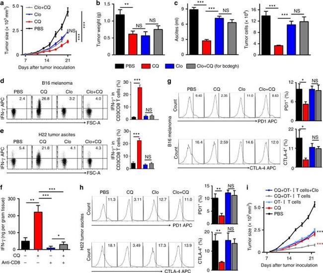 IFN gamma Antibody in Flow Cytometry (Flow)