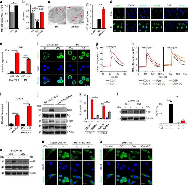 IL-12/IL-23 p40 Antibody in Flow Cytometry (Flow)