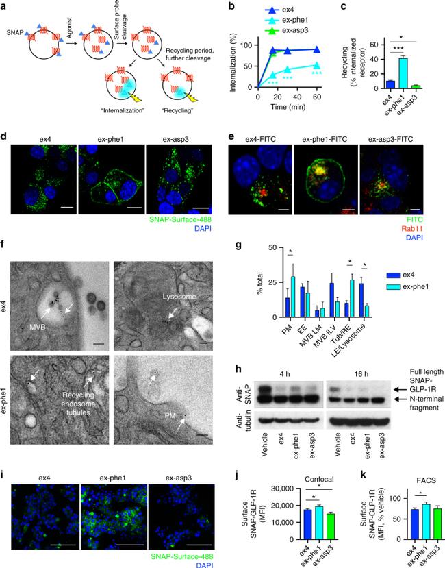 FITC Antibody in Immunocytochemistry (ICC/IF)