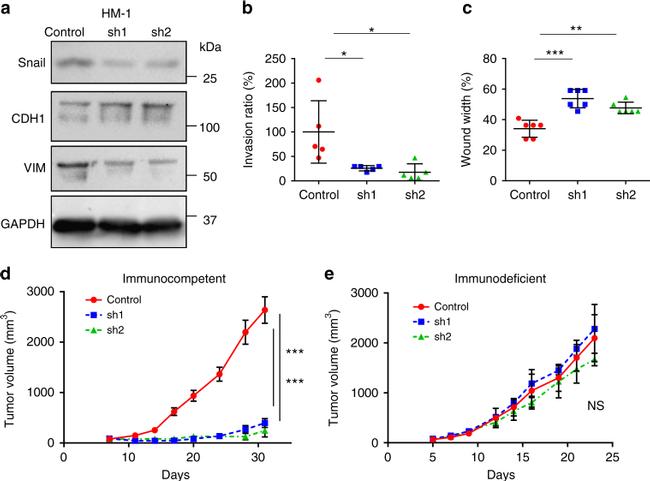 Vimentin Antibody in Western Blot (WB)