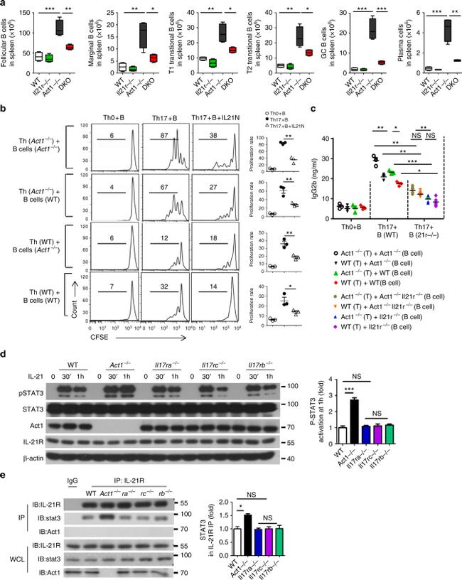 GL7 Antibody in Flow Cytometry (Flow)