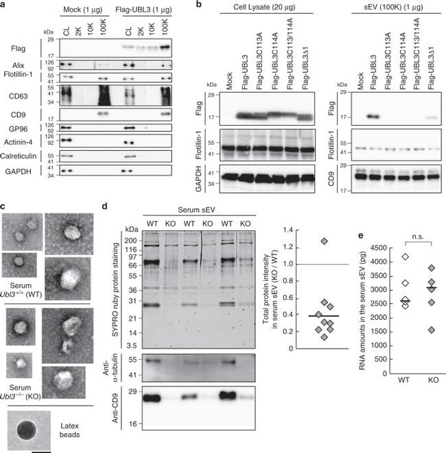 CD9 Antibody in Western Blot (WB)