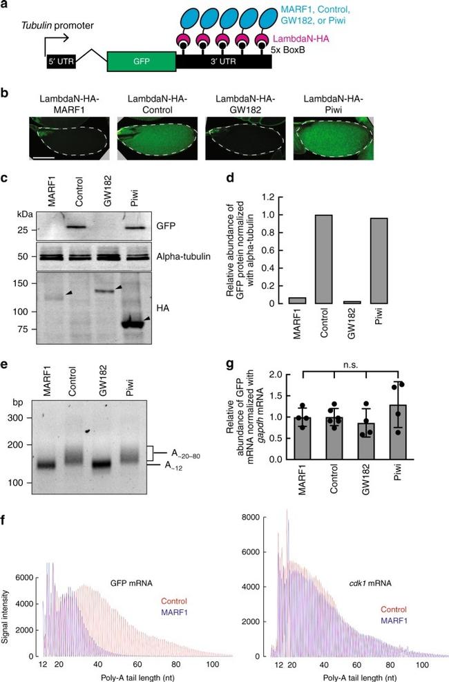 GFP Antibody in Western Blot (WB)