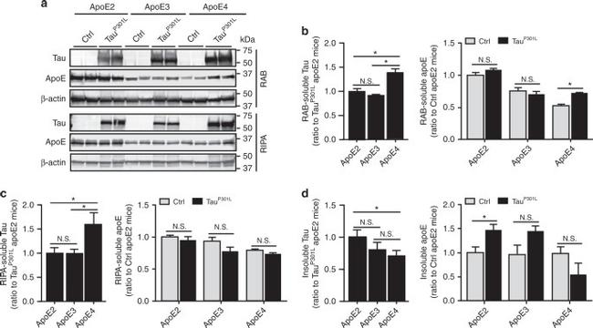 Tau Antibody in Western Blot (WB)