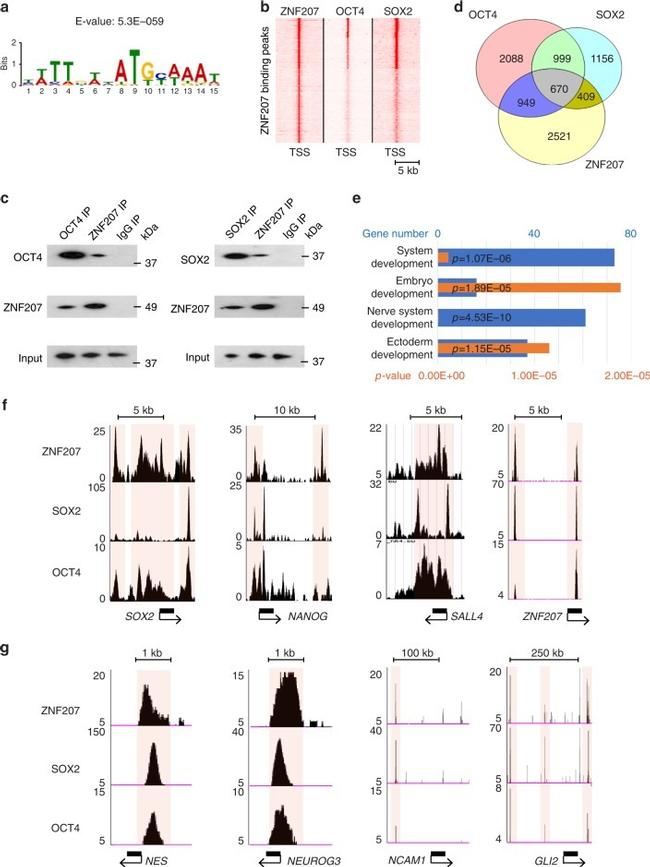 ZNF207 Antibody in Western Blot, Immunoprecipitation (WB, IP)