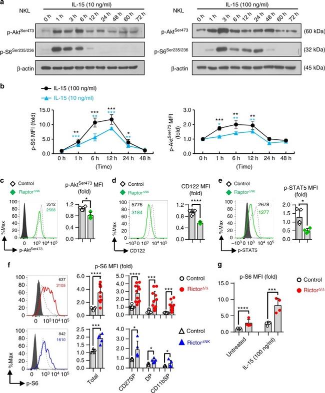 Phospho-AKT1 (Ser473) Antibody in Flow Cytometry (Flow)