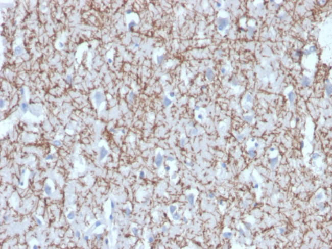 Myelin Basic Protein Antibody in Immunohistochemistry (Paraffin) (IHC (P))