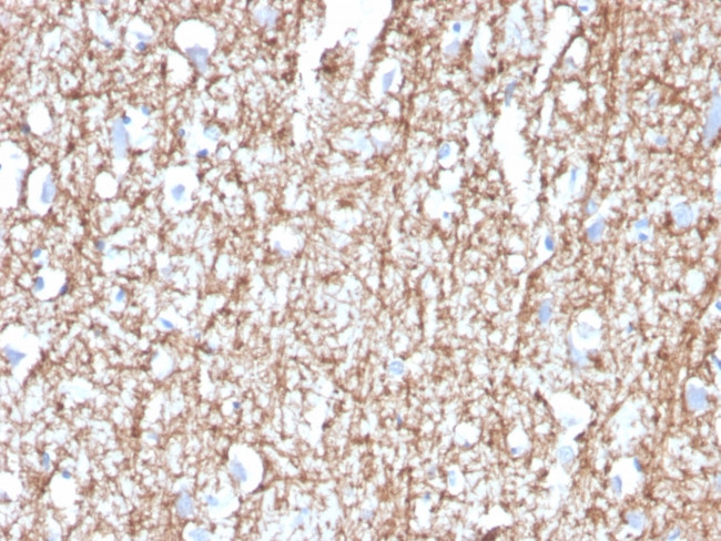 Myelin Basic Protein Antibody in Immunohistochemistry (Paraffin) (IHC (P))