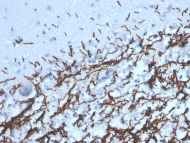 Myelin Basic Protein Antibody in Immunohistochemistry (Paraffin) (IHC (P))