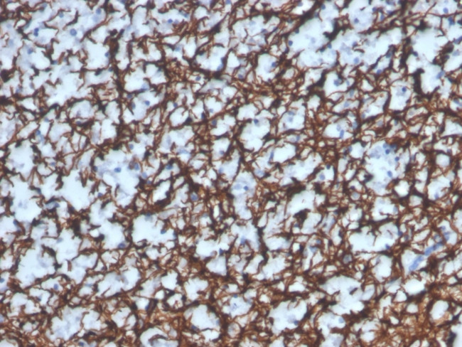 Myelin Basic Protein Antibody in Immunohistochemistry (Paraffin) (IHC (P))