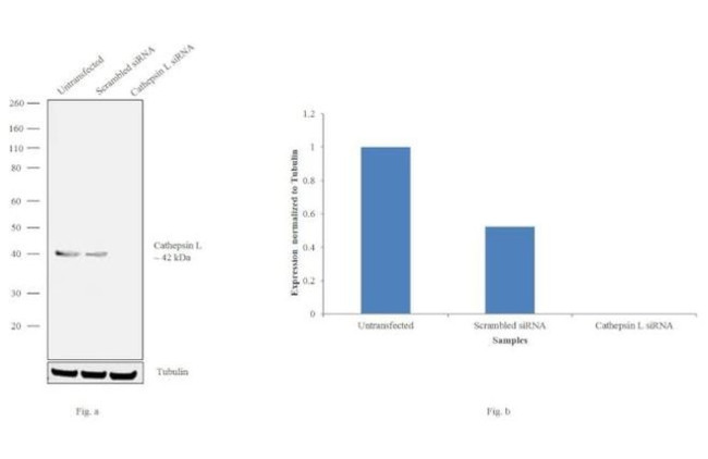 Cathepsin L Antibody