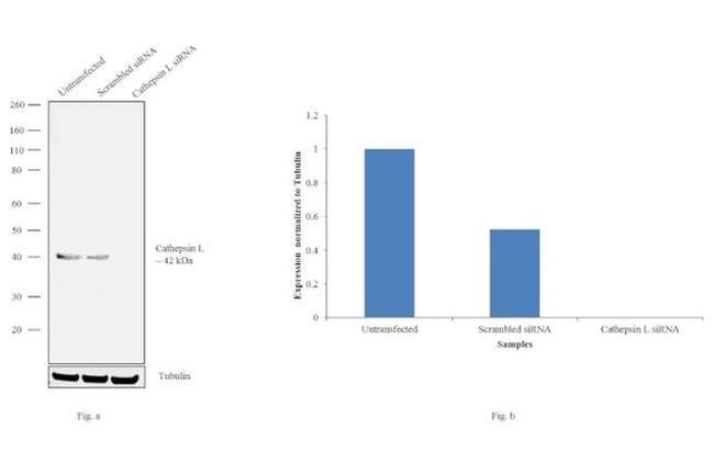 Cathepsin L Antibody in Western Blot (WB)