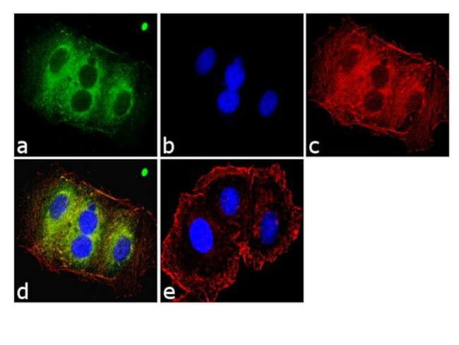 K-Ras Antibody in Immunocytochemistry (ICC/IF)