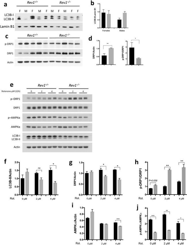 Actin Antibody in Western Blot (WB)