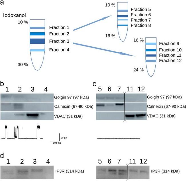 Golgin-97 Antibody in Western Blot (WB)