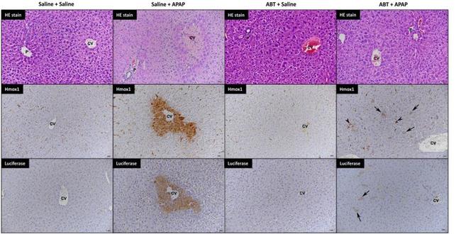 HMOX1 Antibody in Immunohistochemistry (IHC)