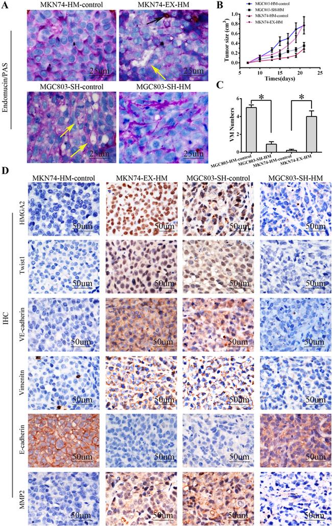 Endomucin Antibody in Immunohistochemistry (IHC)