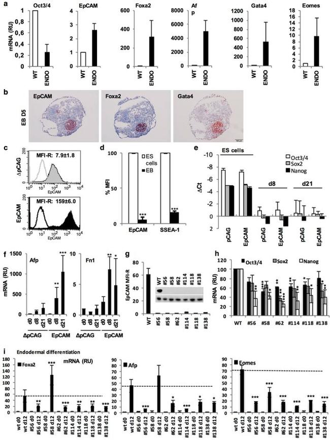 Gata-4 Antibody