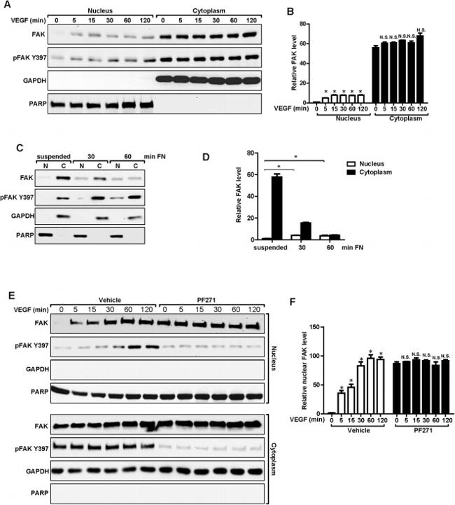 Phospho-FAK (Tyr397) Antibody in Western Blot (WB)