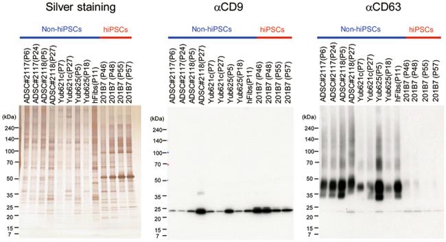 CD9 Antibody in Western Blot (WB)