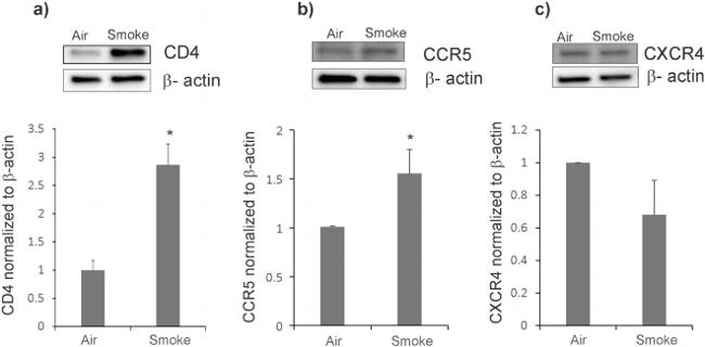 CCR5 Antibody in Western Blot (WB)