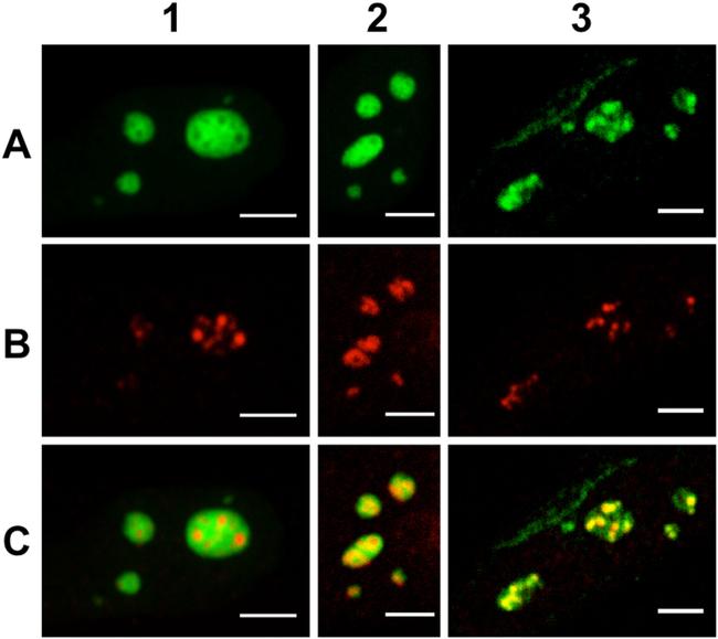 Fibrillarin Antibody in Immunocytochemistry (ICC/IF)