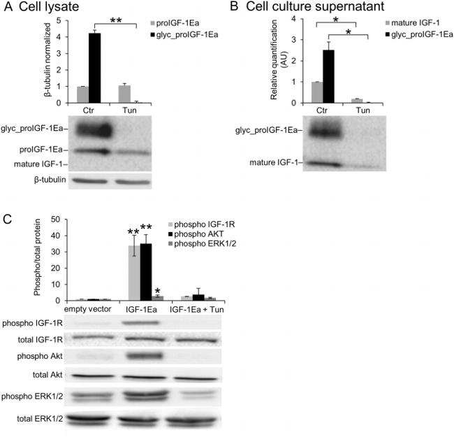 IGF1 Antibody in Western Blot (WB)