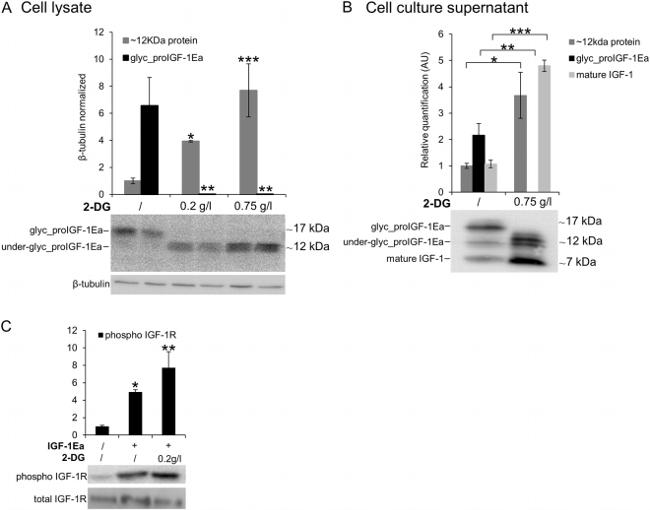 IGF1 Antibody in Western Blot (WB)