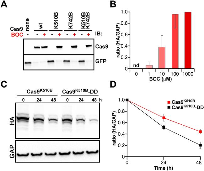 eGFP Antibody in Western Blot (WB)