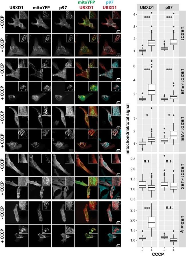 VCP Antibody in Immunocytochemistry (ICC/IF)