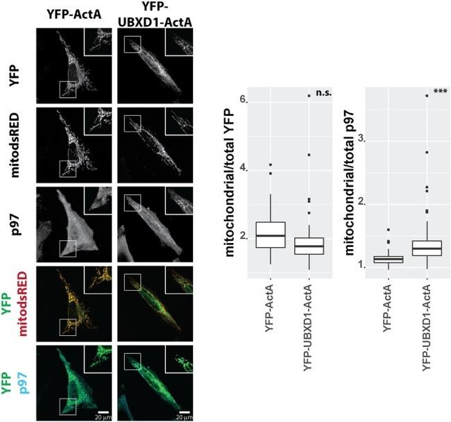 VCP Antibody in Immunocytochemistry (ICC/IF)