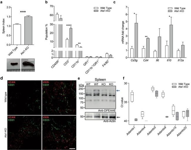 CD3e Antibody in Flow Cytometry (Flow)