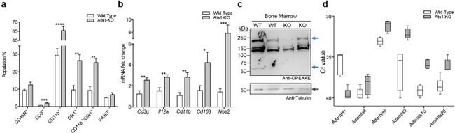 CD3e Antibody in Flow Cytometry (Flow)