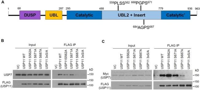 DYKDDDDK Tag Antibody in Western Blot (WB)