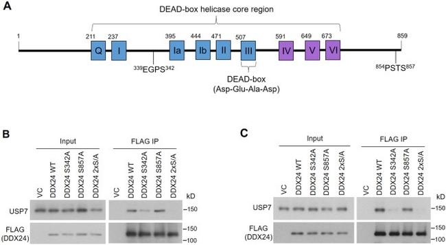 DYKDDDDK Tag Antibody in Western Blot (WB)