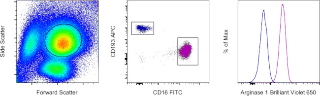 Arginase 1 Antibody in Flow Cytometry (Flow)