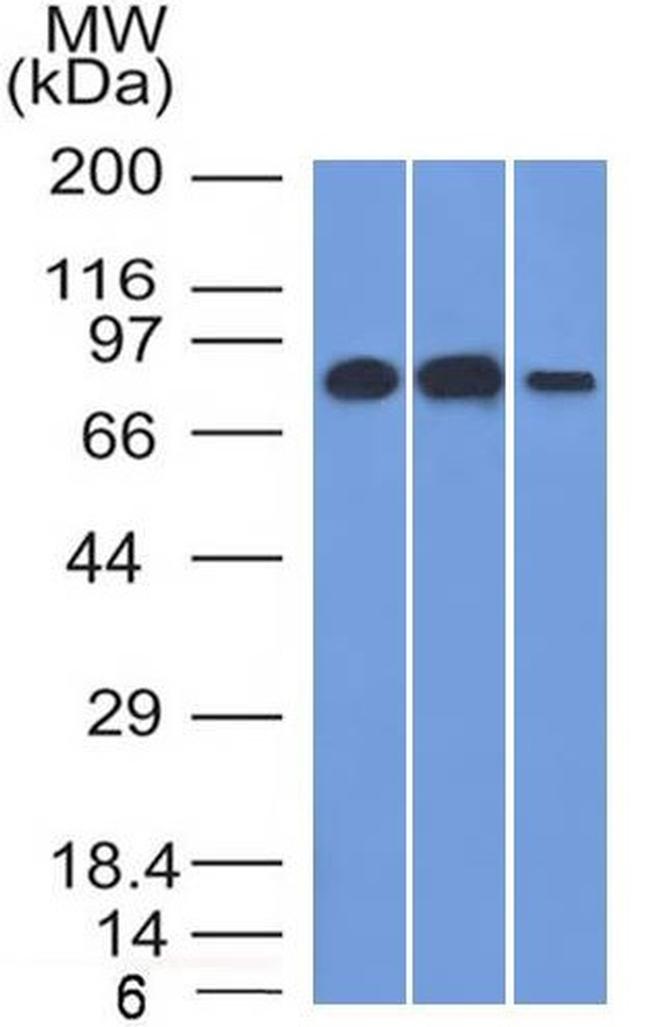 MCM7 Antibody in Western Blot (WB)