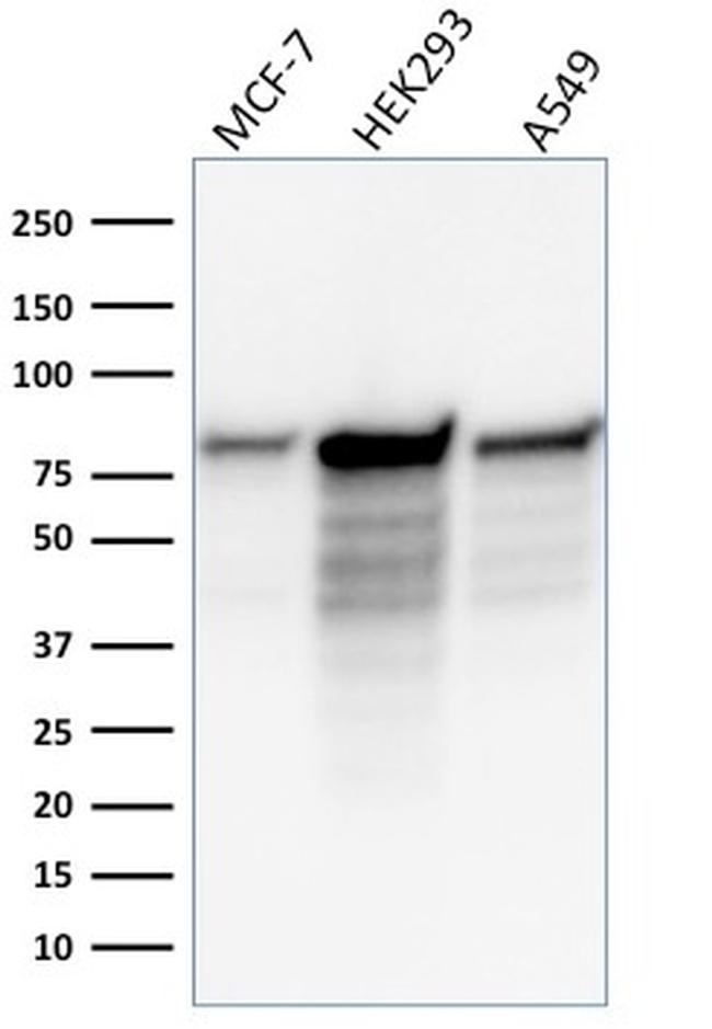 MCM7 Antibody in Western Blot (WB)