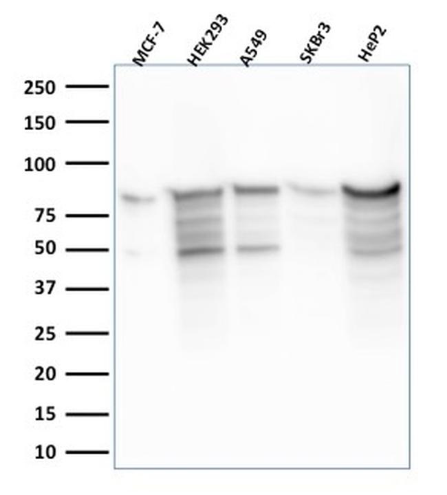 MCM7 Antibody in Western Blot (WB)