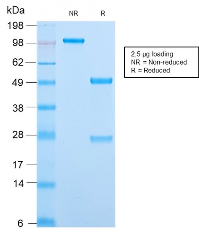 MCM7 Antibody in SDS-PAGE (SDS-PAGE)