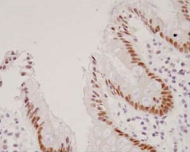 HNF4A Antibody in Immunohistochemistry (Paraffin) (IHC (P))