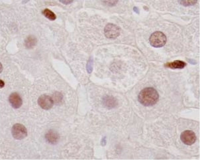 LXR alpha Antibody in Immunohistochemistry (Paraffin) (IHC (P))