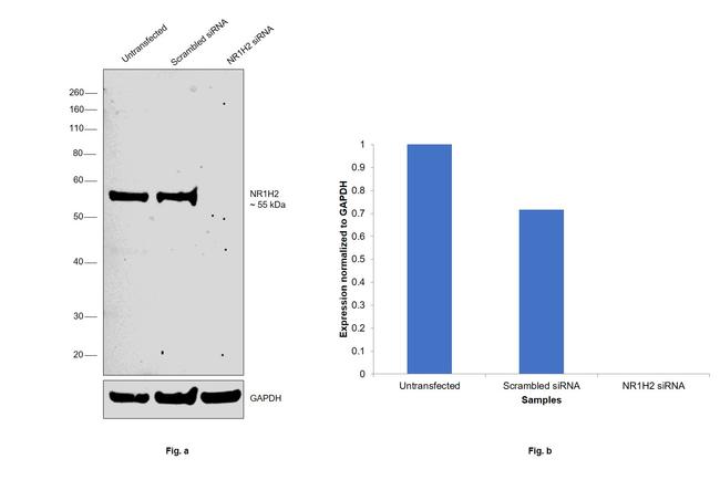 LXR beta Antibody in Western Blot (WB)