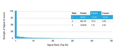 MDM2 Antibody in Peptide array (ARRAY)