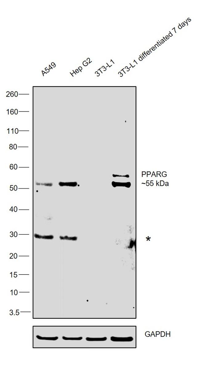 PPAR gamma Antibody in Western Blot (WB)