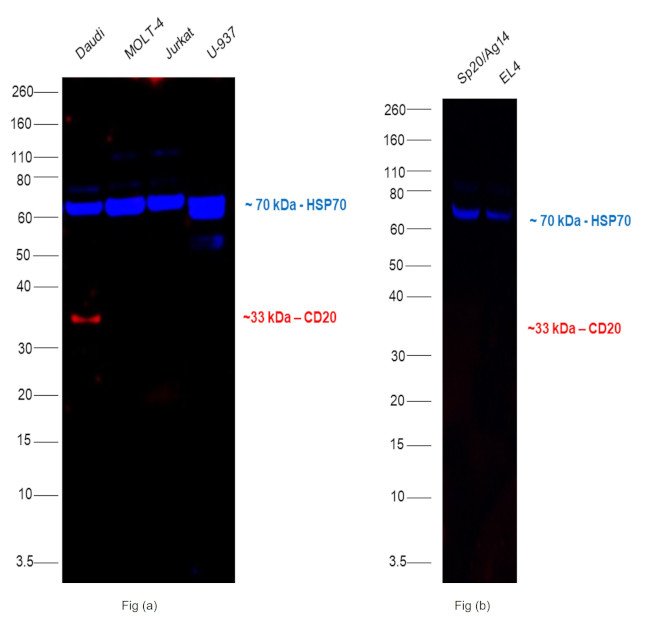 CD20 Antibody in Western Blot (WB)