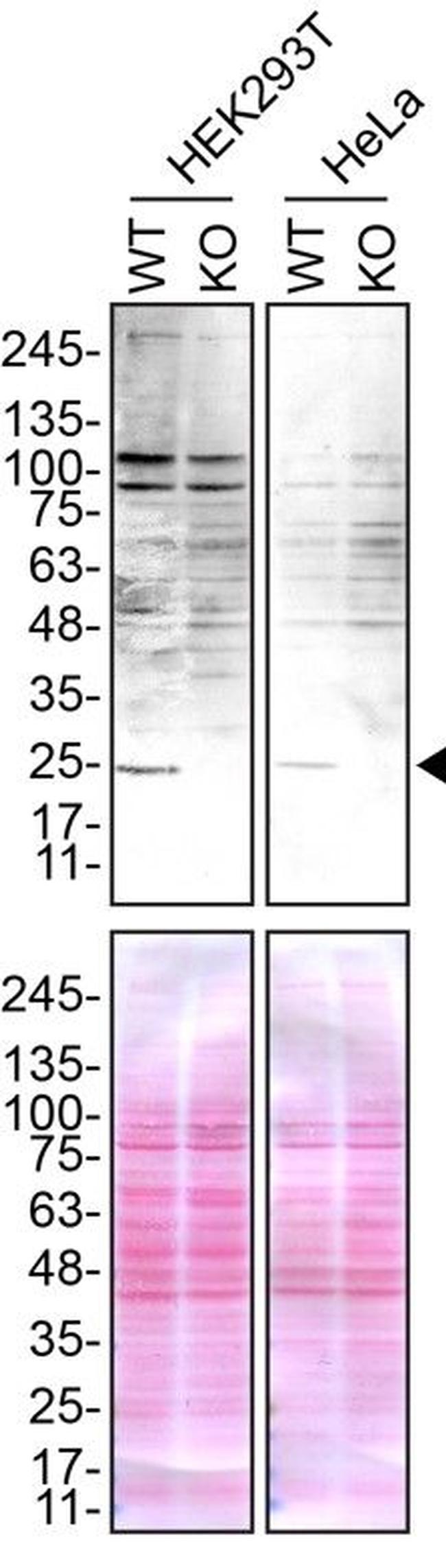 Sigma-1 Receptor Antibody in Western Blot (WB)