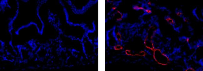 Rat IgG1 kappa Isotype Control in Immunohistochemistry (Frozen) (IHC (F))